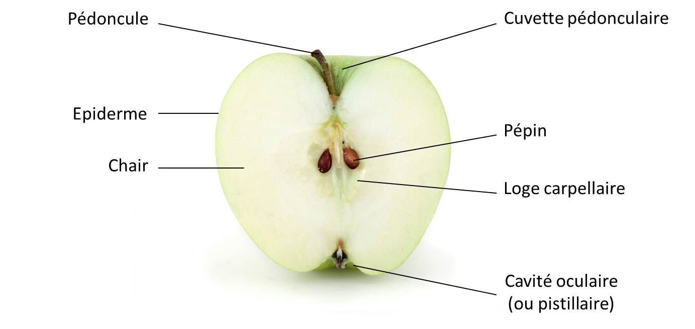 Fruits et Légumes - Pomme - Équipements et Qualité Après Récolte