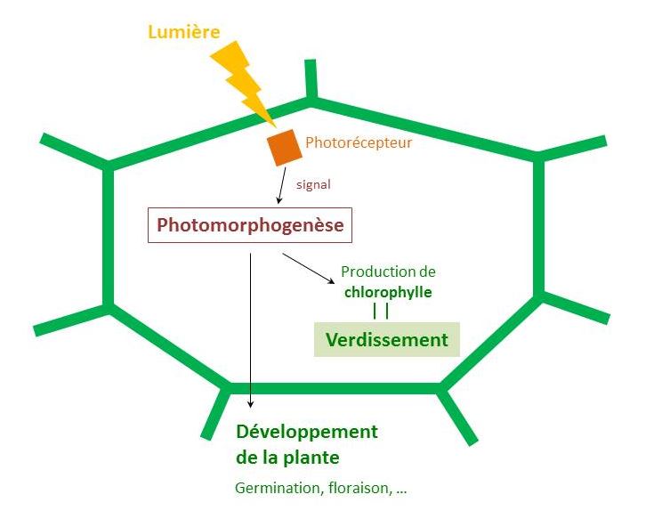 Signe d'évolution - Verdissement - Équipements et Qualité Après Récolte ...